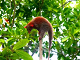 Possum on a Stick